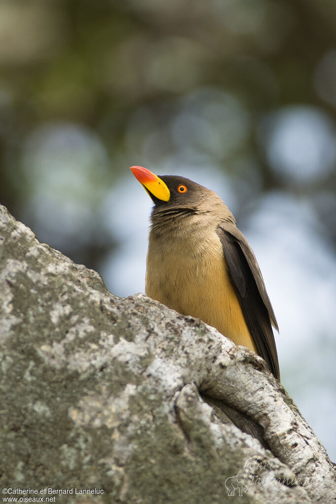 Yellow-billed Oxpeckeradult, pigmentation