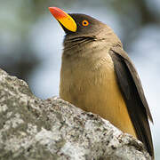 Yellow-billed Oxpecker