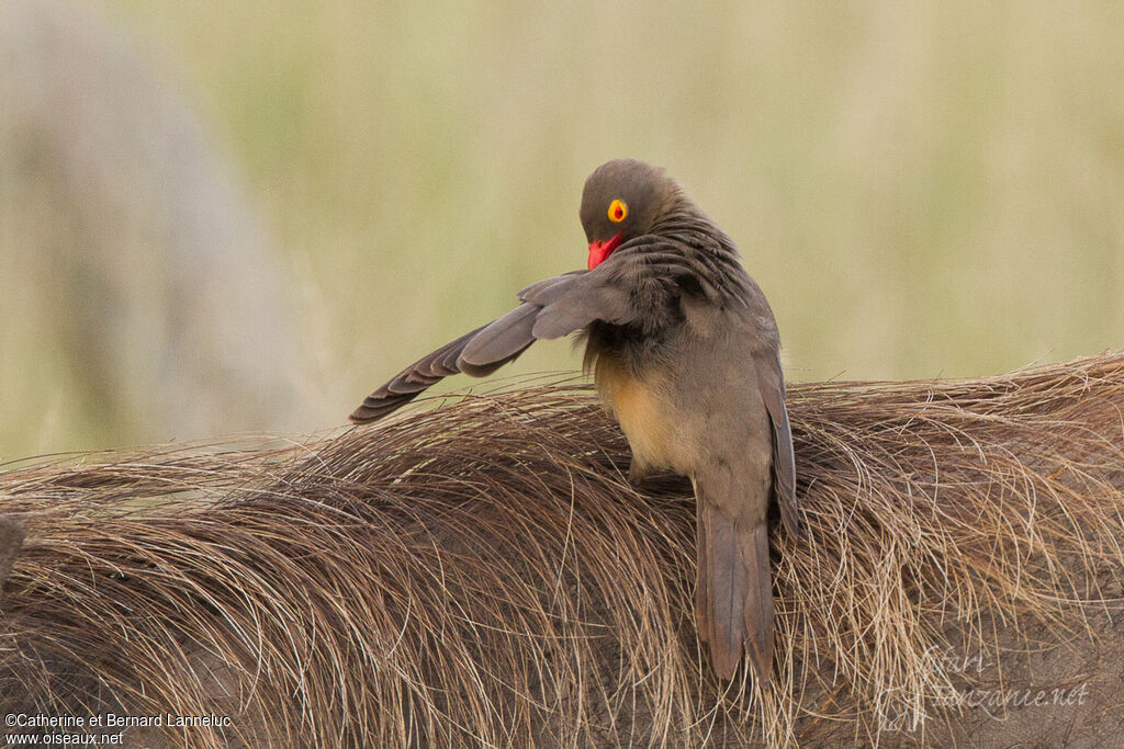 Red-billed Oxpeckeradult, care