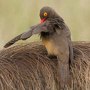 Red-billed Oxpecker