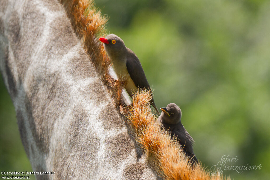 Red-billed Oxpecker