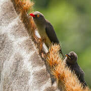 Red-billed Oxpecker