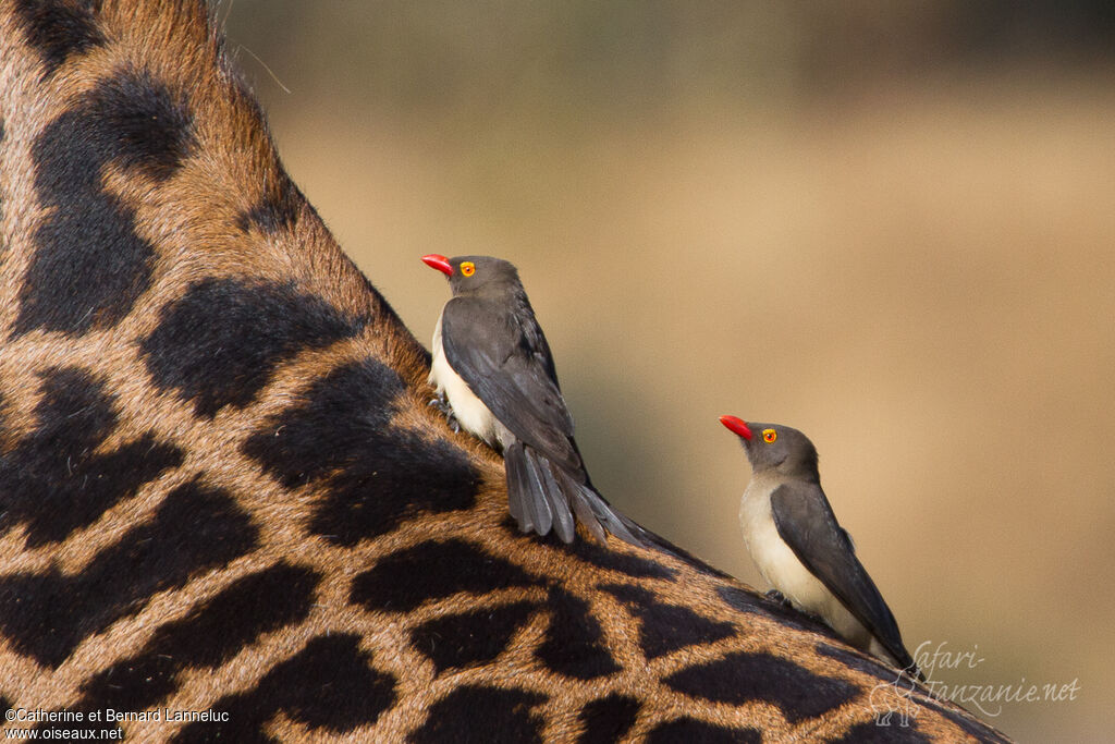 Red-billed Oxpeckeradult, habitat, Behaviour