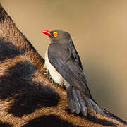 Red-billed Oxpecker