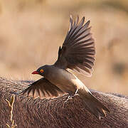 Red-billed Oxpecker