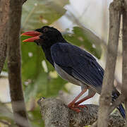 Red-billed Blue Magpie