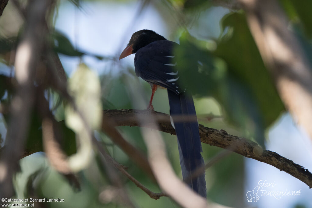 Red-billed Blue Magpieadult