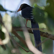 Red-billed Blue Magpie