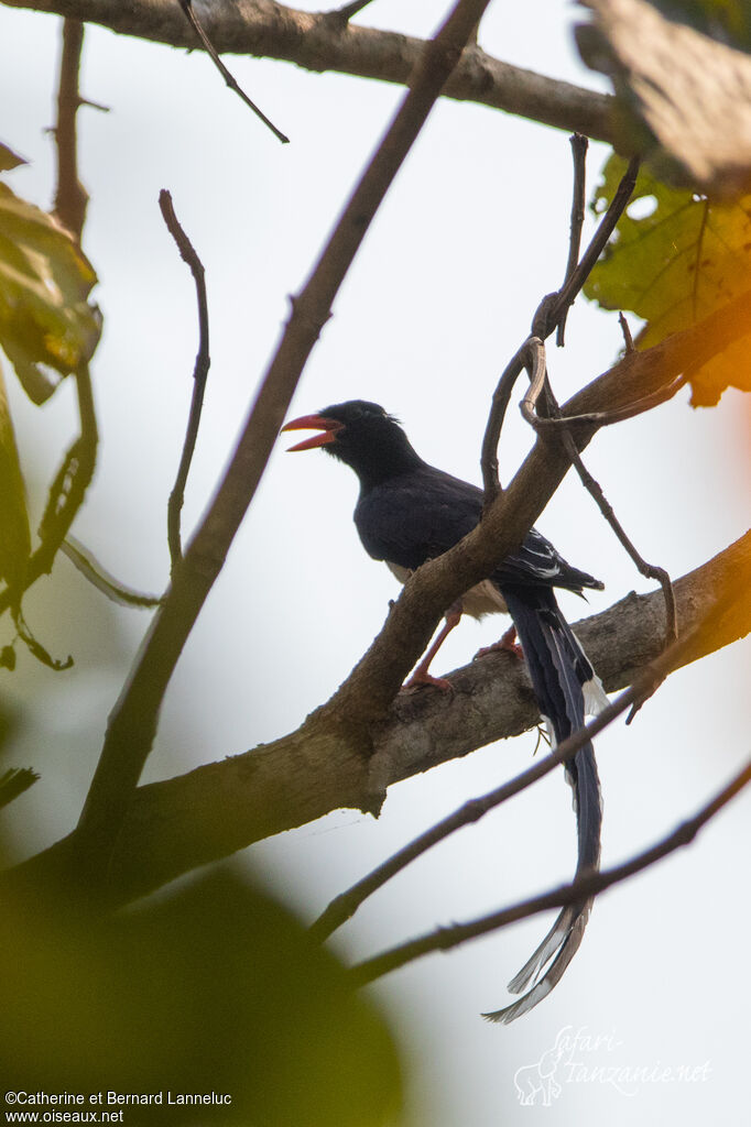 Red-billed Blue Magpieadult, identification