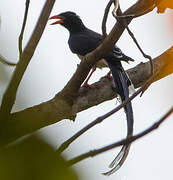 Red-billed Blue Magpie