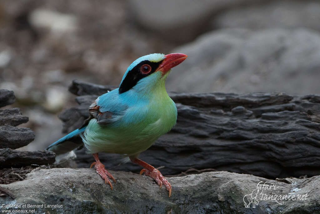 Pirolle verteadulte, identification, boit