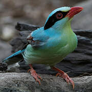 Common Green Magpie