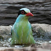 Common Green Magpie