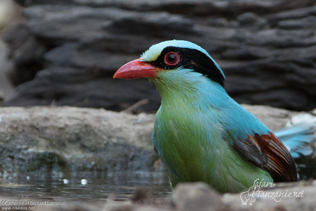 Common Green Magpieadult, close-up portrait