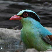 Common Green Magpie