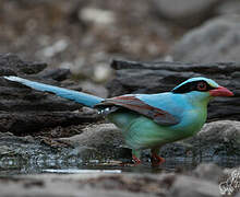 Common Green Magpie