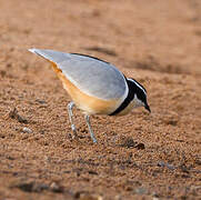 Egyptian Plover