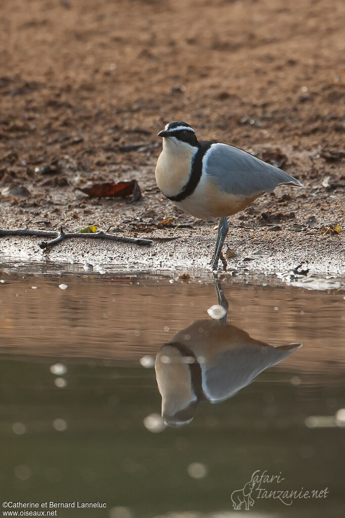 Pluvian fluviatileadulte