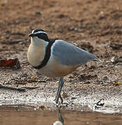 Egyptian Plover