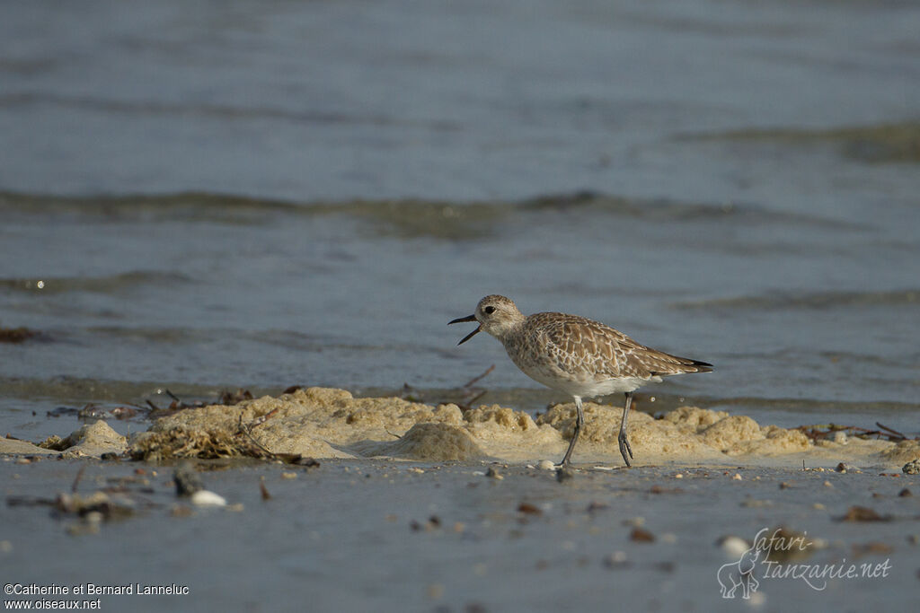 Grey Plover