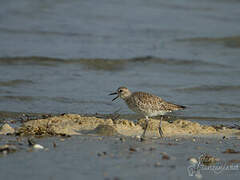 Grey Plover