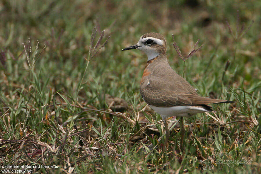 Caspian Plover male adult breeding, identification, pigmentation