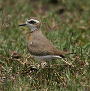 Caspian Plover