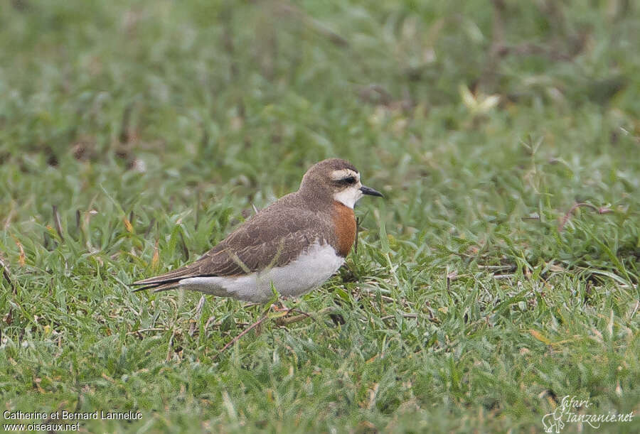 Caspian Plover male adult breeding, identification