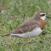 Caspian Plover