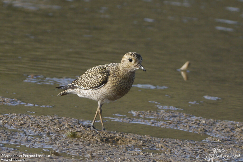 European Golden Ploveradult post breeding