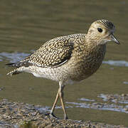 European Golden Plover