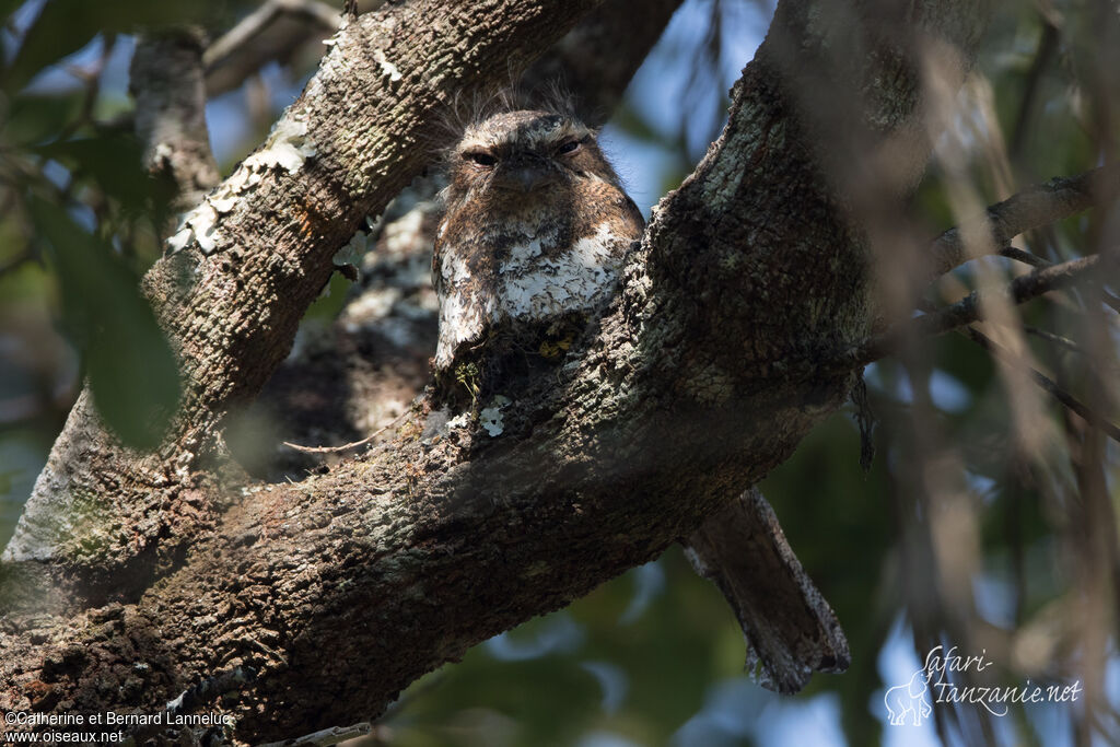 Hodgson's Frogmouth male adult, identification