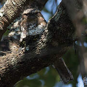 Hodgson's Frogmouth