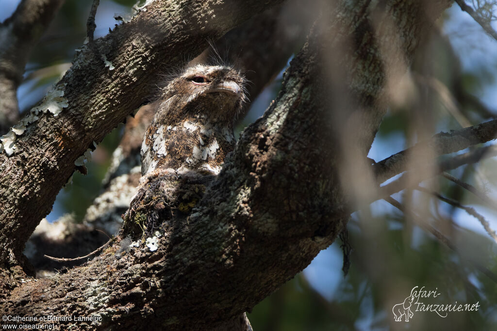 Podarge de Hodgson mâle adulte, camouflage