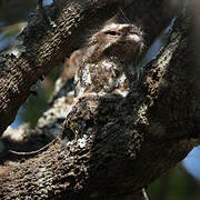 Hodgson's Frogmouth