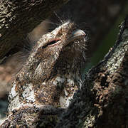 Hodgson's Frogmouth