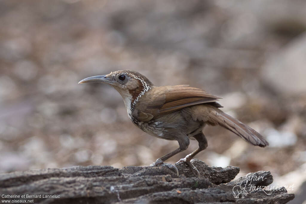 Large Scimitar Babbleradult, identification