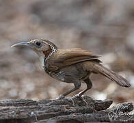 Large Scimitar Babbler