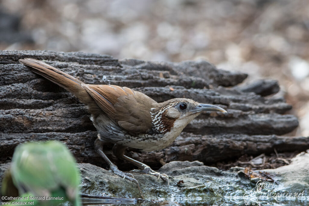 Large Scimitar Babbleradult, identification, drinks