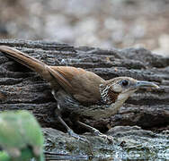 Large Scimitar Babbler