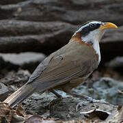 White-browed Scimitar Babbler