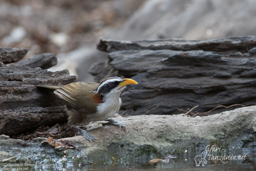 White-browed Scimitar Babbleradult, drinks, Behaviour