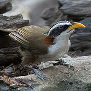 White-browed Scimitar Babbler