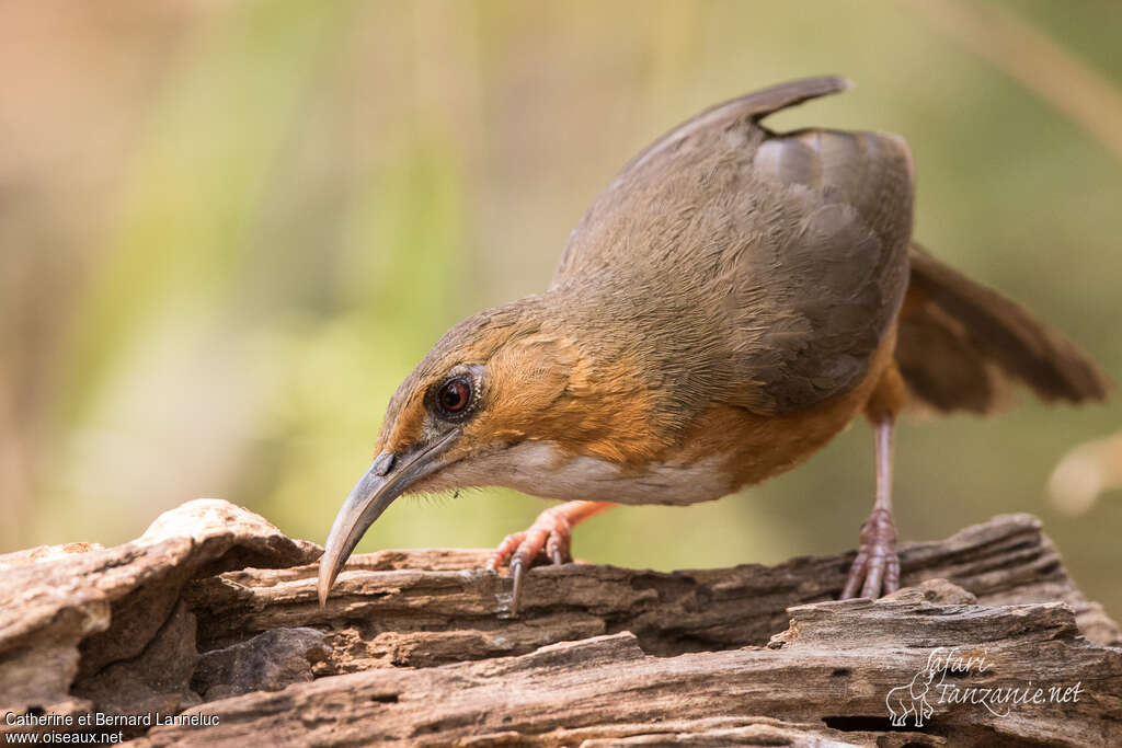 Red-eyed Scimitar Babbleradult, identification