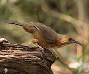 Pomatorhin aux yeux rouges