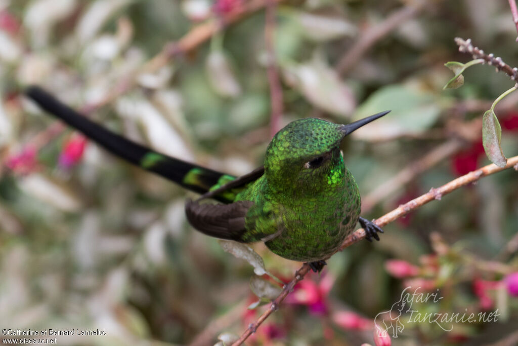 Green-tailed Trainbearer male adult, identification