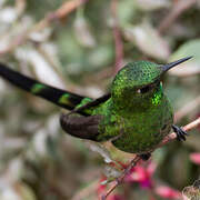 Green-tailed Trainbearer