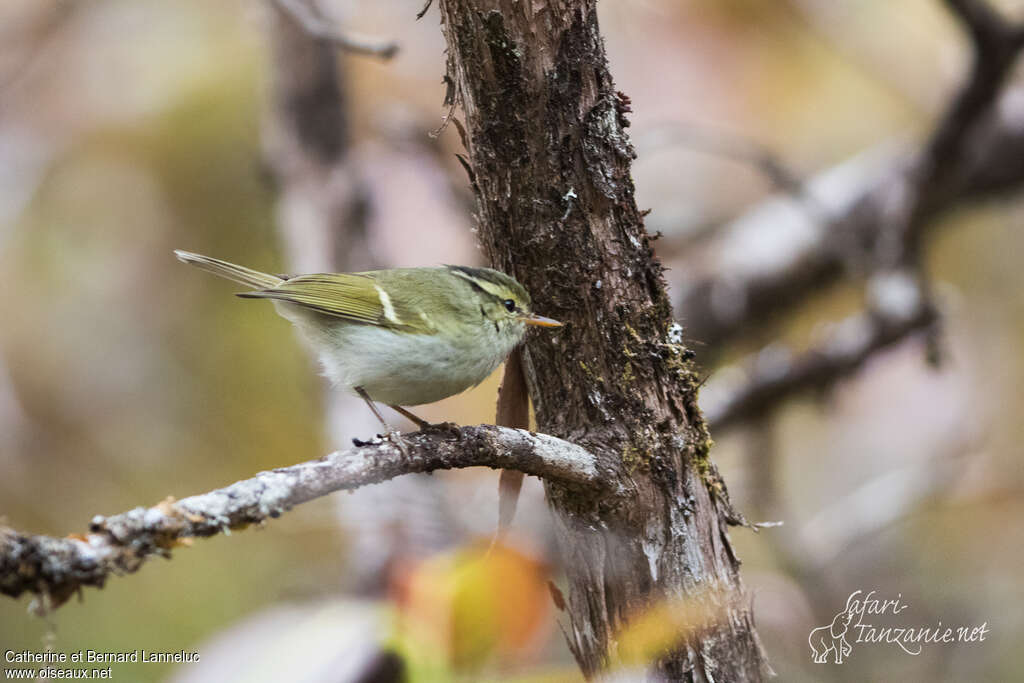 Davison's Leaf Warbleradult, identification