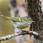 Davison's Leaf Warbler