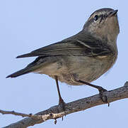 Hume's Leaf Warbler